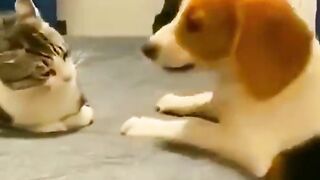 Best of Animals funny  ????????