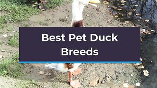 best duck breeds