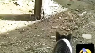 hunter's prey