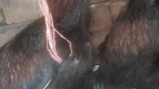 Aseel fighter blood line patai