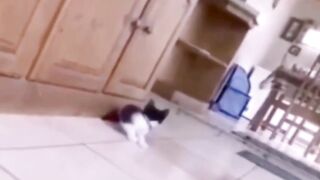 Funny cat????????????????????????????