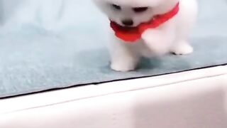Funniest Cats 2023 #shorts #funny #shortvideos