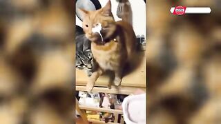 Kompilasi video kucing paling lucu