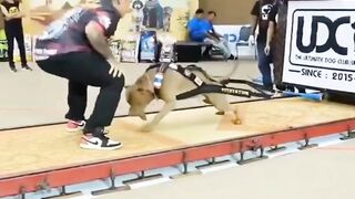 what dog