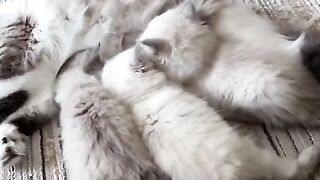 Lécha cutecats