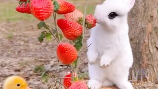 Beautiful animals