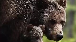 Beautiful and Amazing Nature's Animals