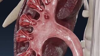 Kidneys work explained in 3D
