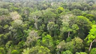 animals of amzazon forest 4k