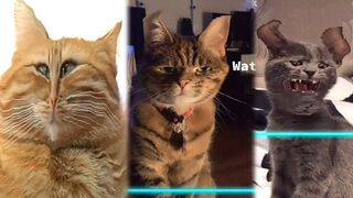 Time Warp Scan Pets TikTok Compilation 2025