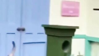 Protect the cat