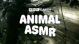 ASMR Relax With Nature ,Nature Sounds