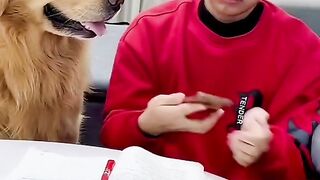 عالم الحيوانات