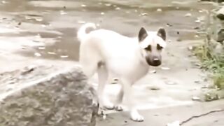 Funny Dog