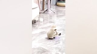 Vidéos de chats et de chiens les plus drôles