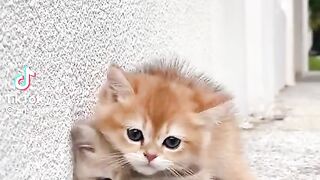 Cat 2025