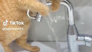 Drole de chat