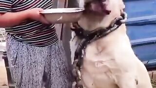 The Russian Alabai dog ,the largest type of dog