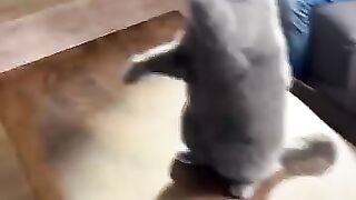 When your cat thinks he's mufasa