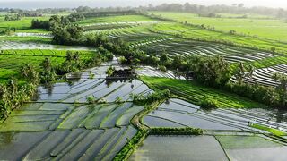 Pemandangan padi di Indonesia