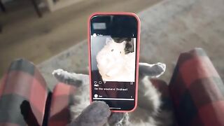 cat vlog trip to instabul