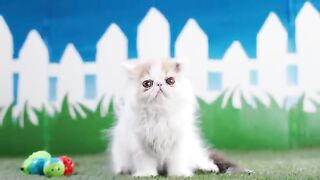 a cat raised by mice