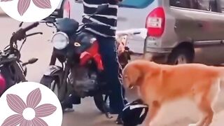 the dog respects the law