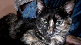 #cats cats just give us funny moments ????????????????????
