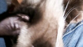#cats cats just give us super active energy ????????????????????