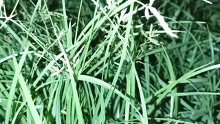 Sura Ar Rahman 1-3 Ayat