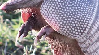 Armadillo approves this message Minecraft minecraftlive votearmadillo