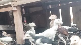 Ternak ayam ????