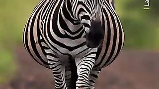 Depending on the species, a zebra s pregnancy period lasts around 11 to 13 months