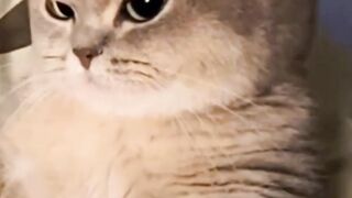 Magical cat, it turns out...!!!