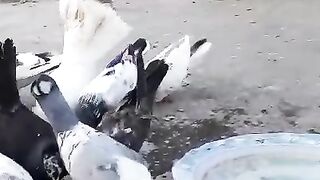 Pakistani pigeon