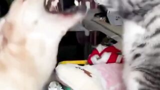the war between dog and cat