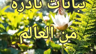 نباتات نادرة