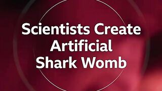 These scientists have created an artificial shark womb.  Sharks Marine Biology