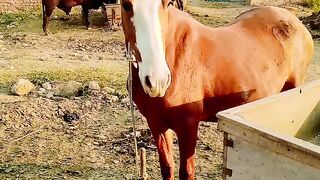 Horselove video and beautiful ❤️❤️