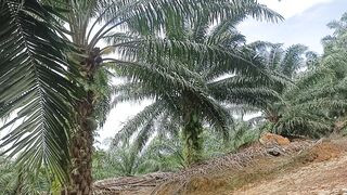 Buah yang begini bagus di panen