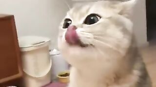Scary cats????
