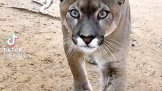 Mountain lion-congar
