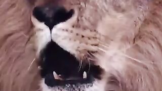 Facts about male lions
