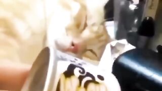 Smart and beautiful cute and beautiful cats