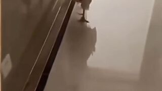 ديك منبه لصاحبته