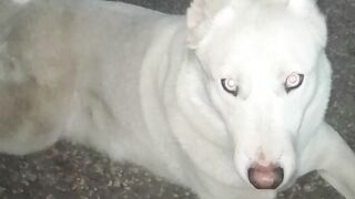 Cool Dog