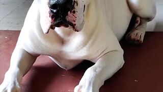 Internationale Kampfhunde aus aller Welt