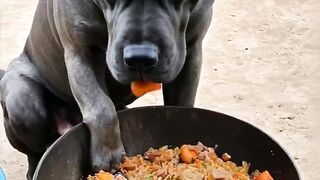 Internationale funny Kampfhunde????????????????