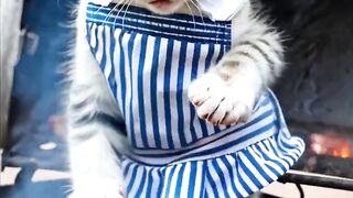Katzen aus aller Welt beim kochen oder Backen????????????????