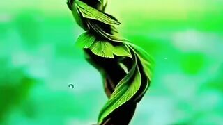 Dancing plants